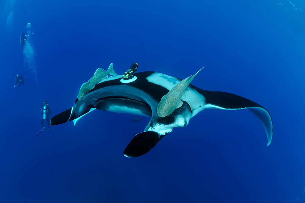 An oceanic manta ray outfitted with a video camera known as a Crittercam, seen off the coast of Mexico's San Benedicto Island.