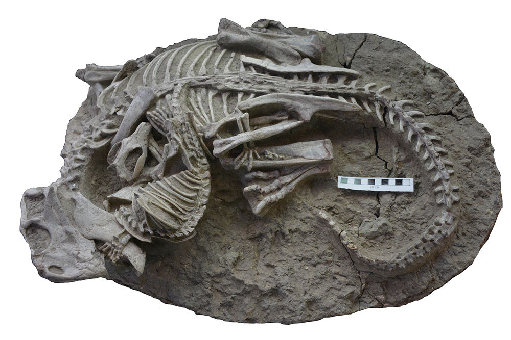 The skeletons of Psittacosaurus (dinosaur) and Repenomamus (mammal) were found entangled in a deadly struggle