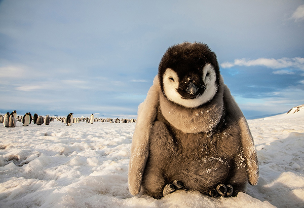 An emperor penguin chick rests near the floe edge at Cape Washington on the frozen Ross Sea.