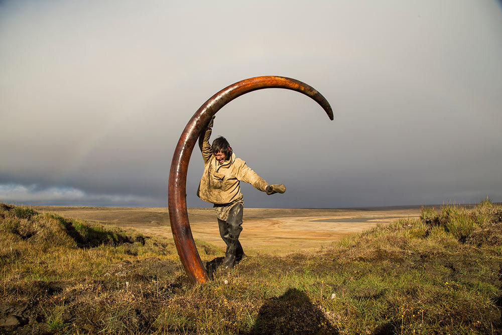 A tusk hunter removes a mammoth tusk