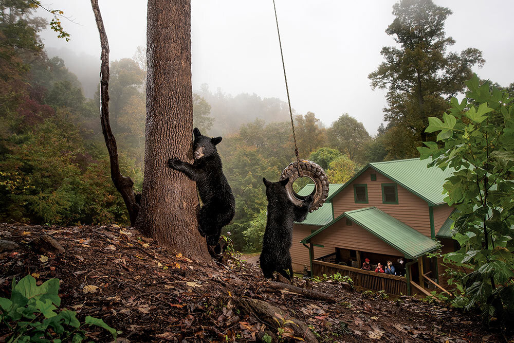 Black bear cubs play in a backyard in Asheville, North Carolina.