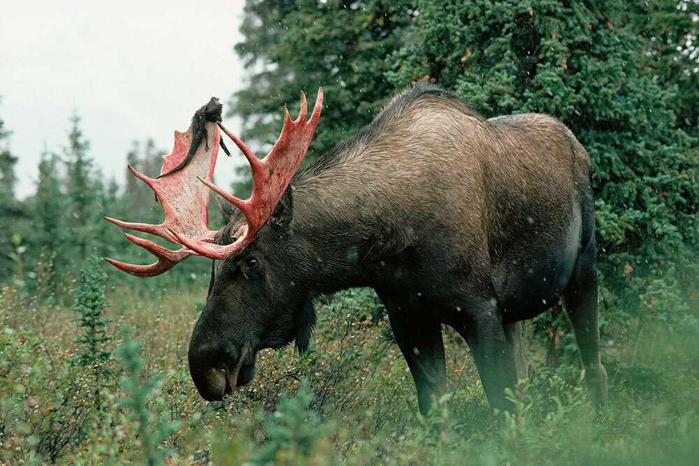 A picture of a moose with a set of antlers