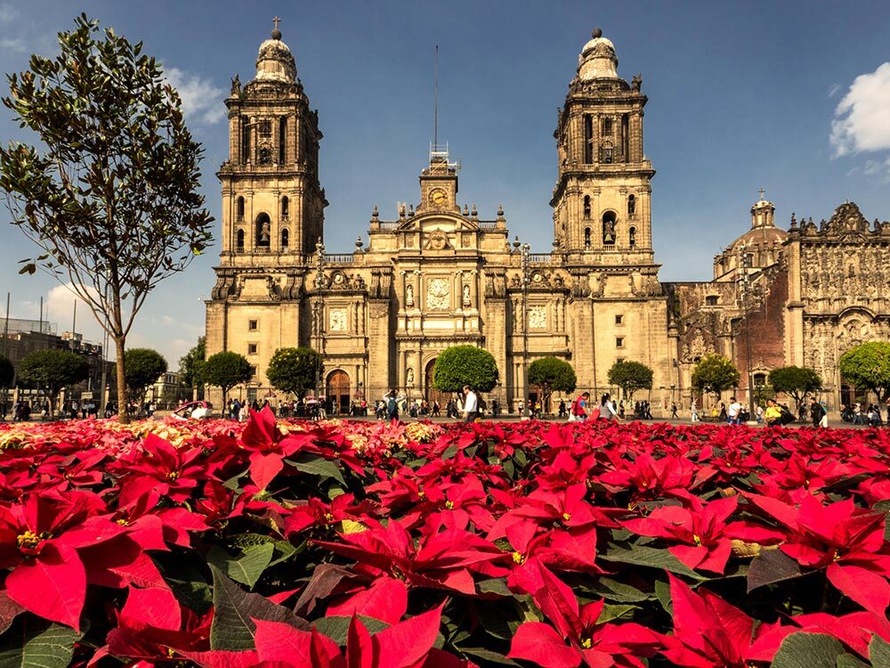 Indigenous to Mexico and Central America, poinsettias adorn the Zocalo, the main square in modern Mexico City. The plaza was the center of the Aztec capital Tenochtitlan before the arrival of the Spanish in 1519.