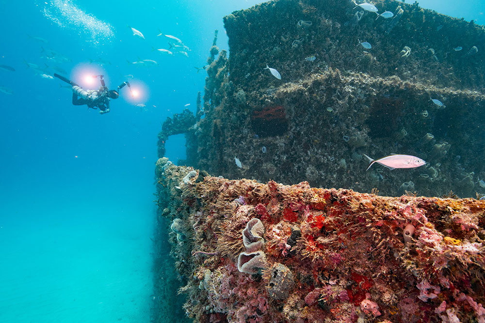 A coral reef on a ship wreck