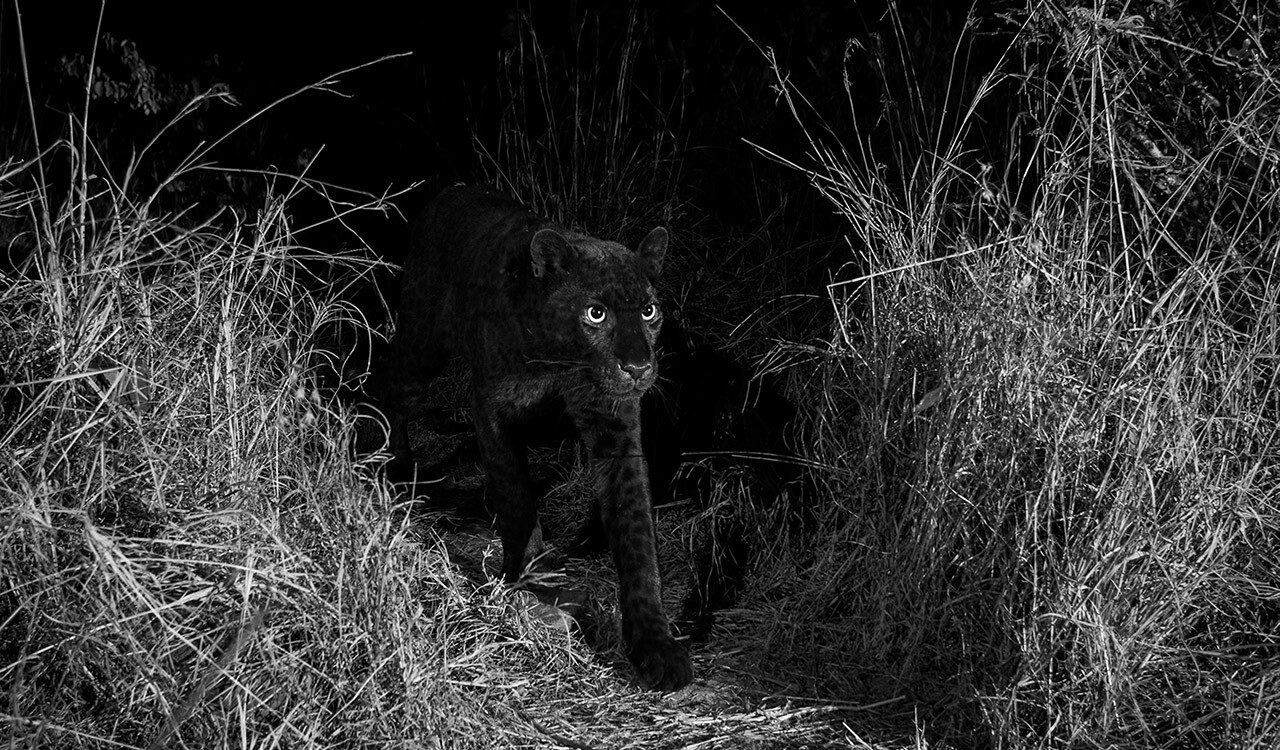 An ultra-rare black leopard walks through Laikipia Wilderness Camp in central Kenya in 2018.