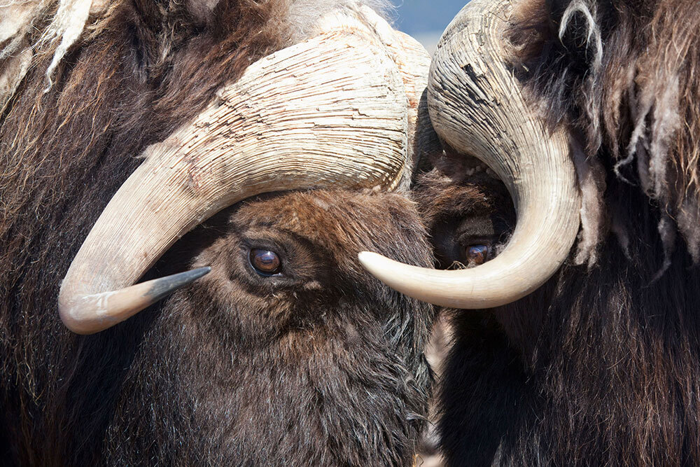Musk oxen butting heads