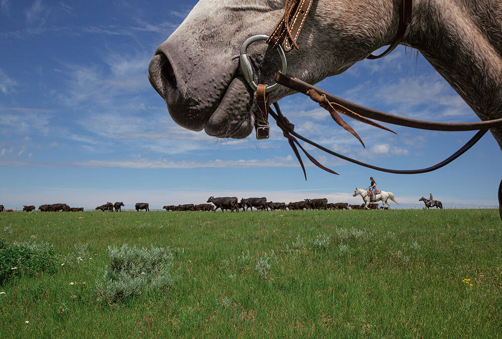 Justice Werk (on white horse) and Kassy Perez move cattle on the Werk ranch on the Fort Belknap Indian Reservation.