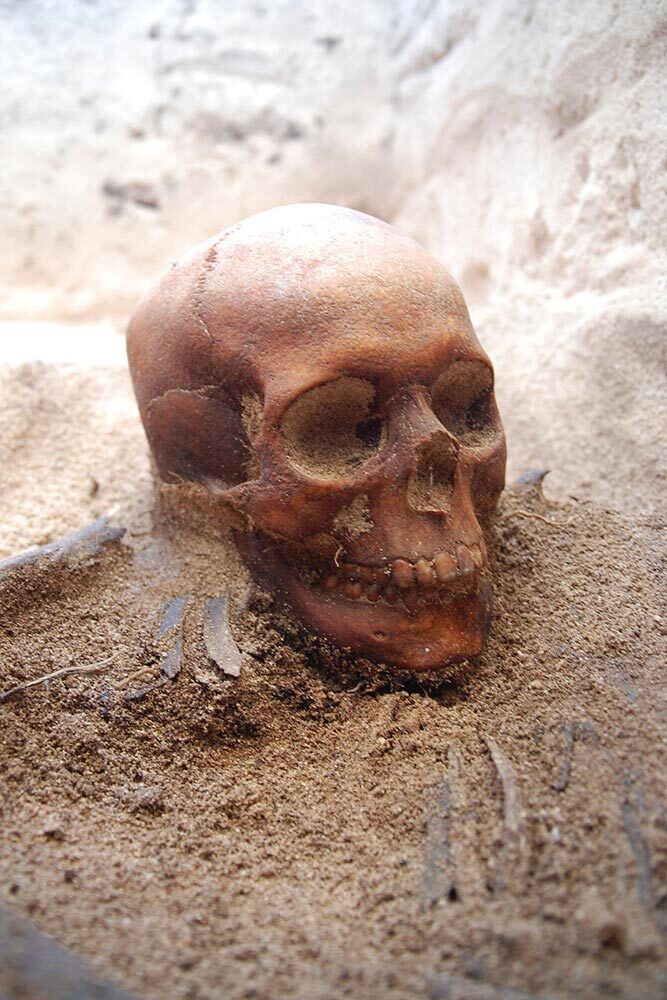 The skull of a Batavia survivor excavated on Beacon Island.