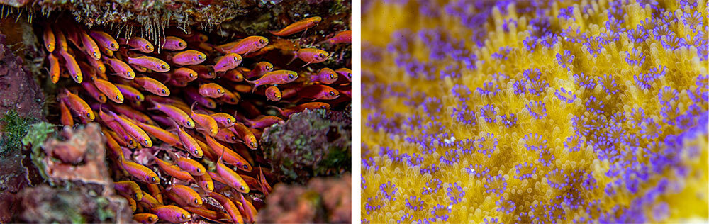 A diptych of small pink fish and bright yellow coral