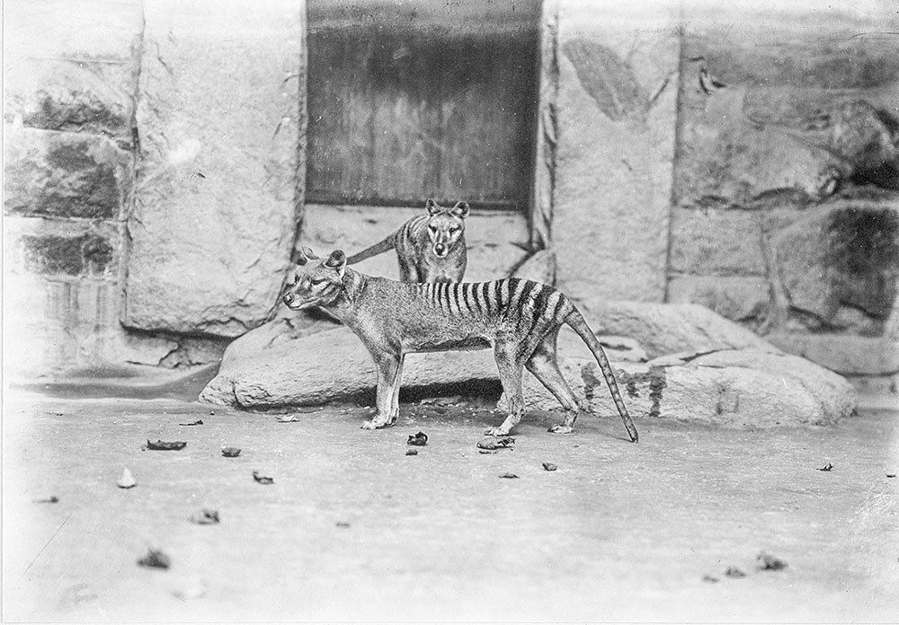 Tasmanian tigers