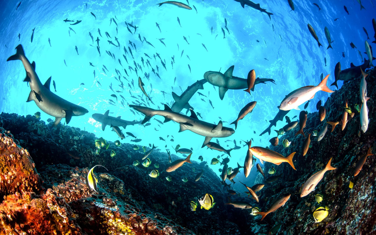 Whitetip reef sharks, Pacific creolefish, barberfish, and Moorish idols populate a reef.