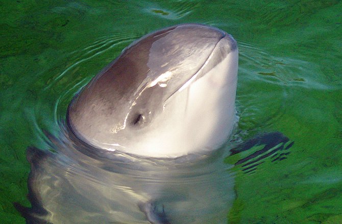 Porpoises