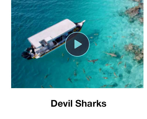 Devil Sharks