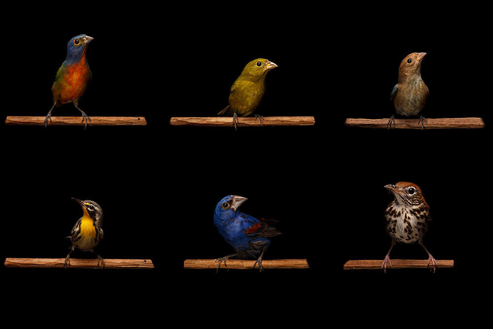 Six different bird species perch on twigs