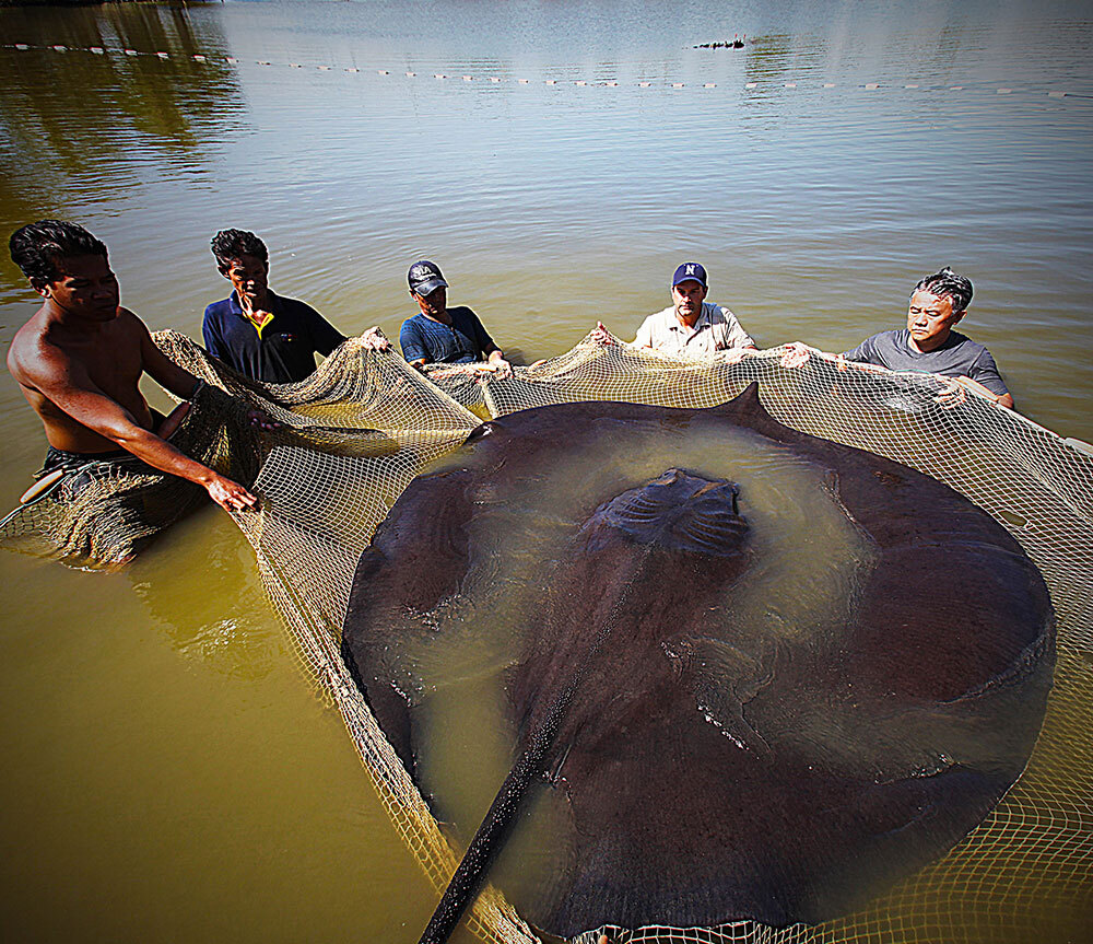 A giant freshwater stingray