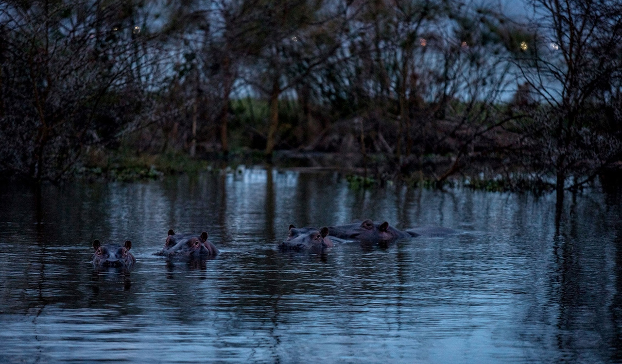 Hippos soak in Lake Naivasha in part of a nature conservancy called Sanctuary Farm that was once dry land. Heavy rains have caused the lake to rise. Now fishermen and hippos share the swampy shorelines, leading to an increase in hippo attacks, which are often deadly. Hippos are mostly docile but can become aggressive when they feel threatened. They kill about 500 people a year in Africa, biting them with teeth that can be a foot and a half long.