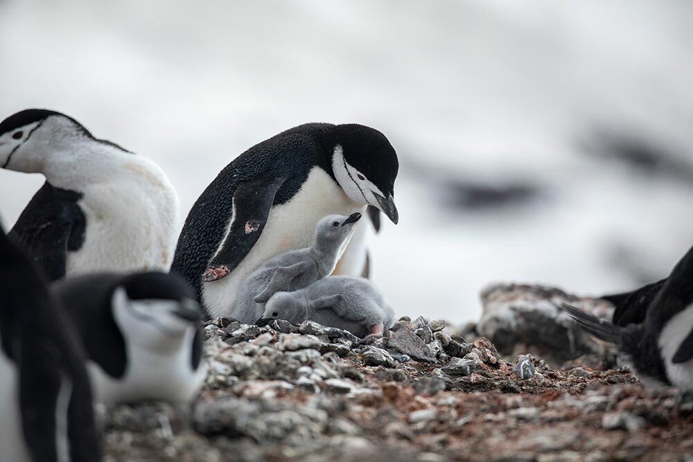 A chinstrap penguin tends to chicks at Baily Head, South Shetland Islands, Antarctica.