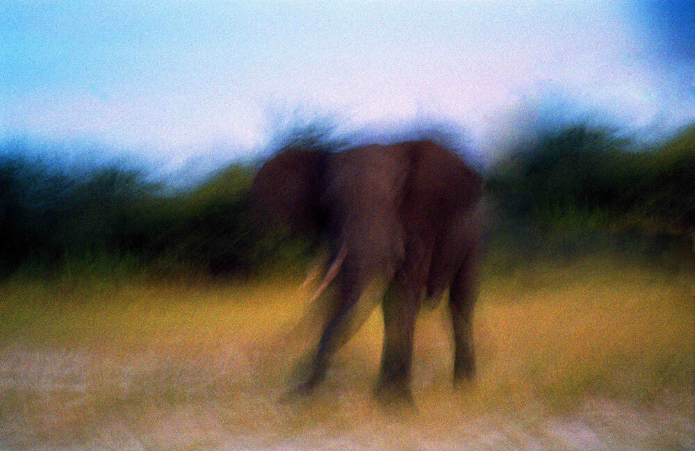 An elephant in Botswana