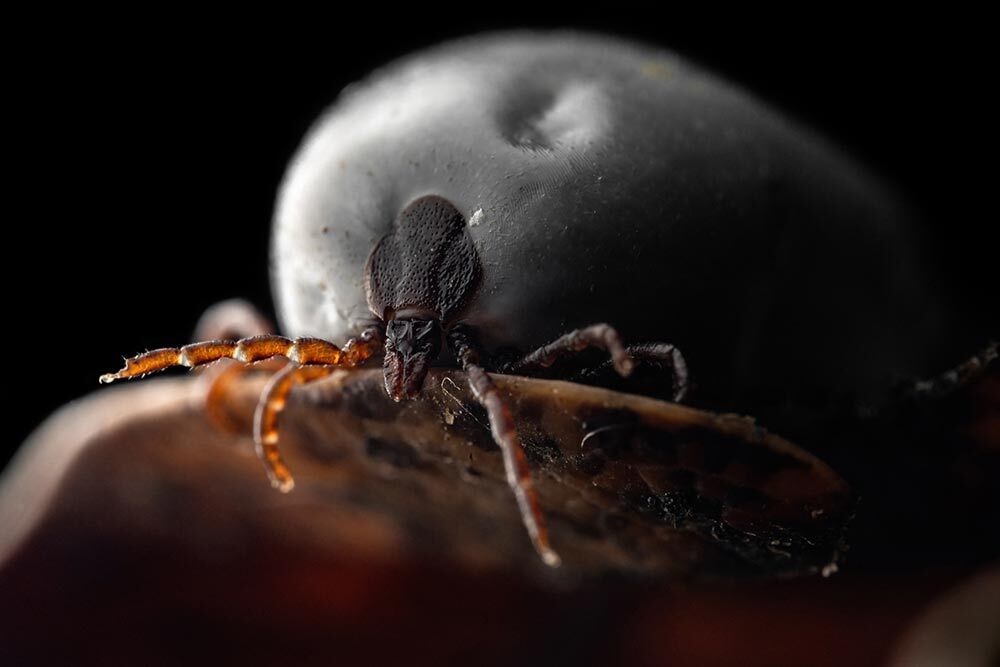 A macro portrait of an engorded tick.