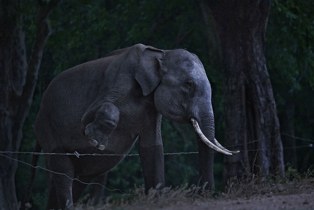 A male elephant steps over an electric fence on a moonlit night at the edge of Sri Lanka’s Kaudulla National Park.