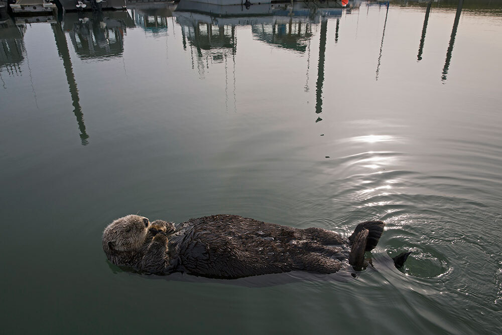 An otter floats on its back in a harbor