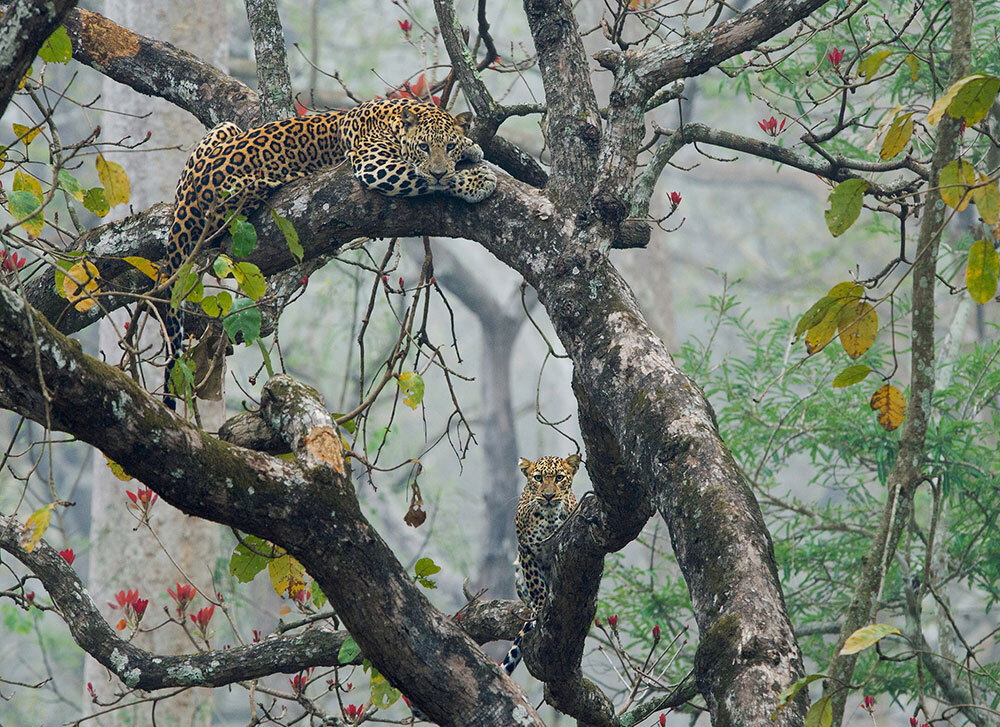 A picture of two leopards in a tree