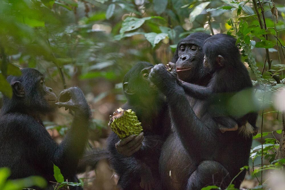 A female bonobo shares a fruit with her son and another youngster at Kokolopori Bonobo Reserve in the Democratic Republic of the Congo.