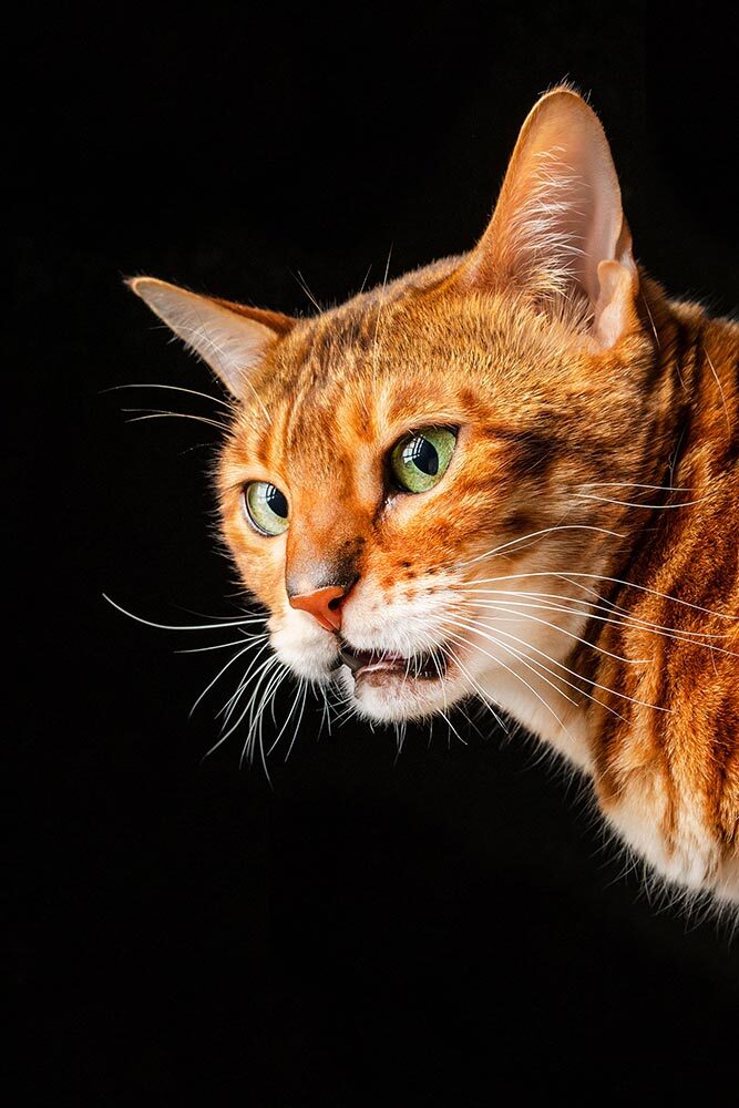 A orange and white, Purebred Bengal cat with a curious face inhales an unfamiliar smell with its mouth open in black background.