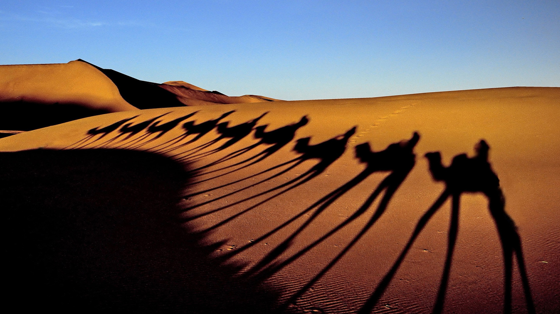 A low sun casts elongated shadows as camels walk in formation through the Sinai desert near Sharm El Sheik.