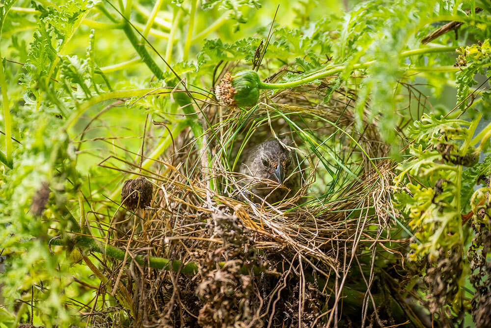 A small ground finch builds a nest on Santa Cruz Island, in the Galápagos.