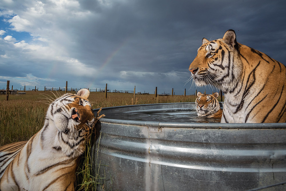 Three tigers rescued from an animal park in Oklahoma gather at a pool at the Wild Animal Sanctuary in Keenesburg, Colorado.