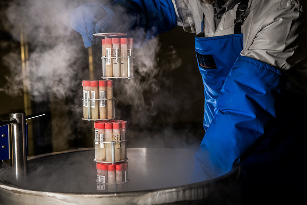 A picture of gloved hands removing frozen vials from a tank