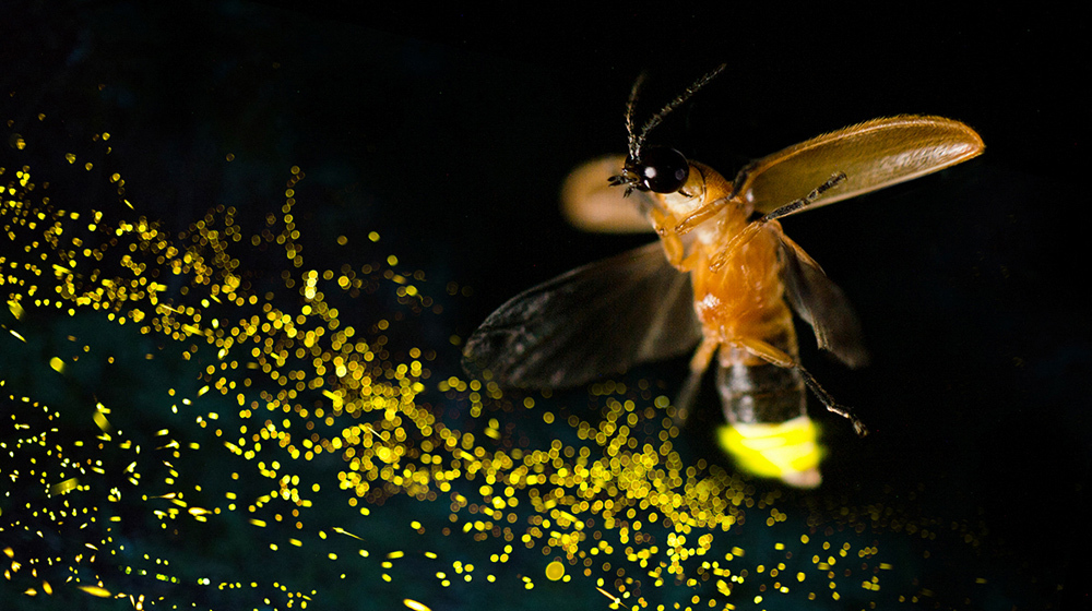 A male aquatic firefly flying and flashing to attract a female, with hundreds more twinkling lights in the background.