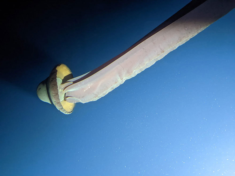 A massive jellyfish in dark blue water