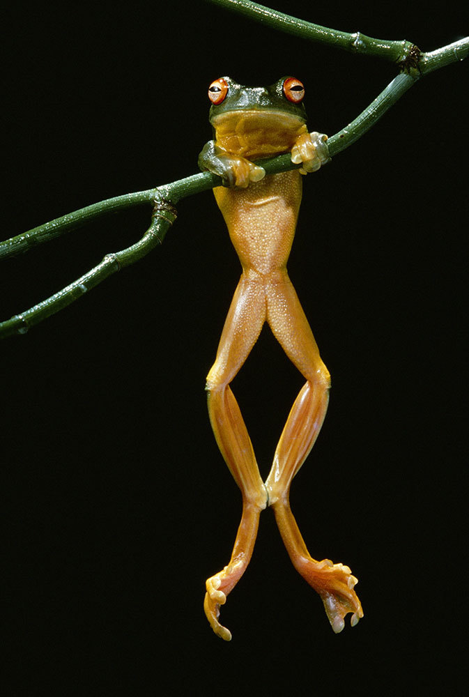 A frog in Australia