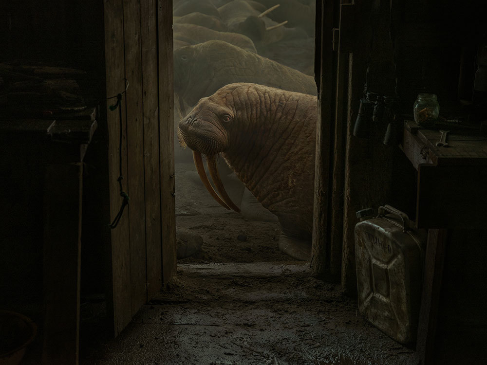 A walrus at the door