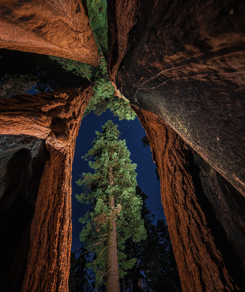 Giant sequoias in the starlight