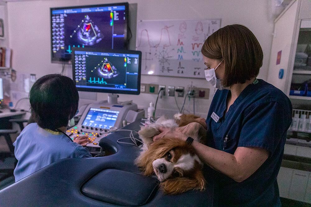 A dog receives and ultrasound