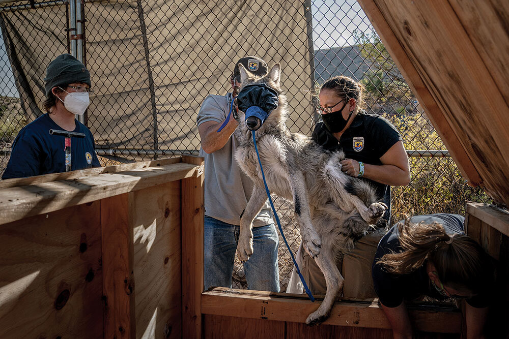 a wolf is reintroduced to the Gila Wilderness