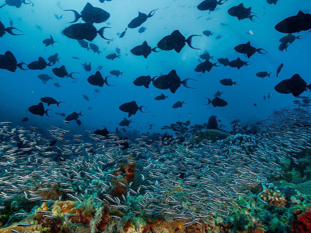 A picture of fish blanketing a coral reef