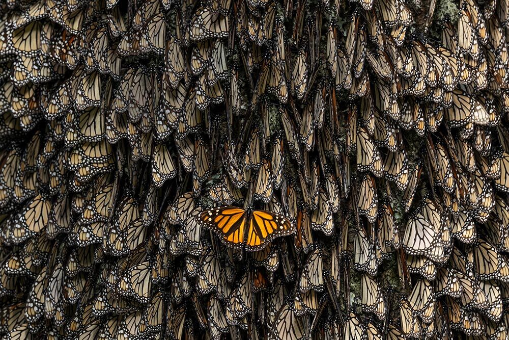 Many monarch butterflies roosting together