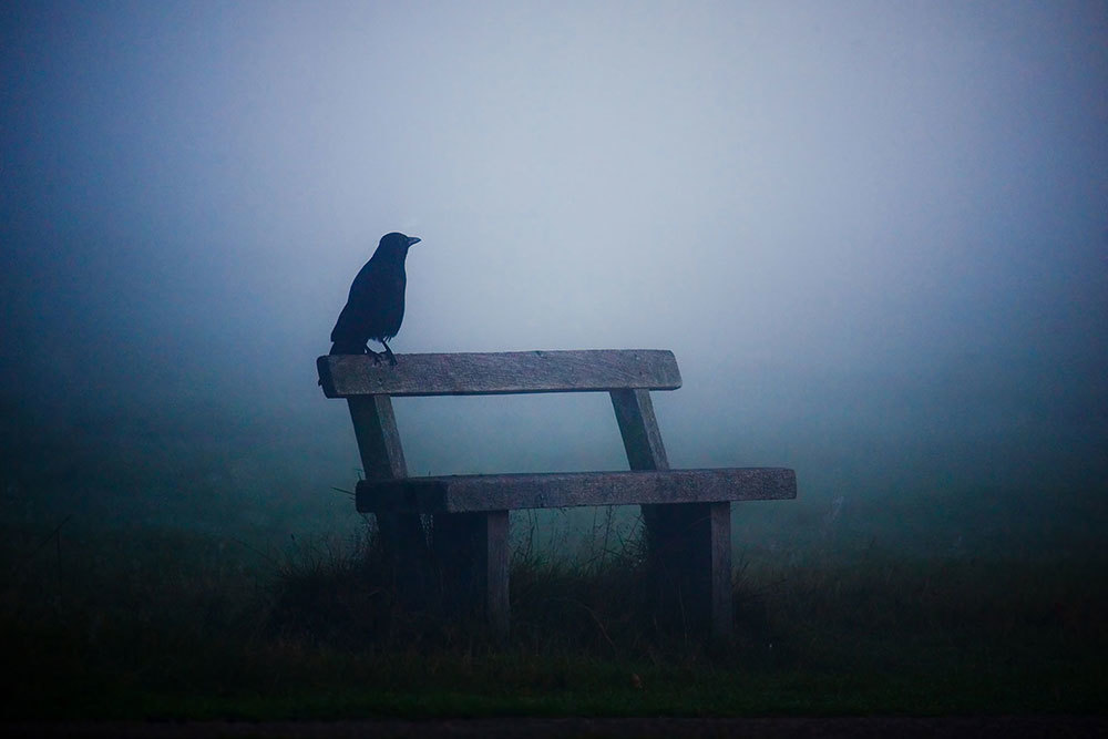 A picture a crow sitting on a lone bench in the fog