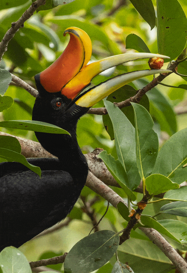 A gif of a hornbill bird eating a fig