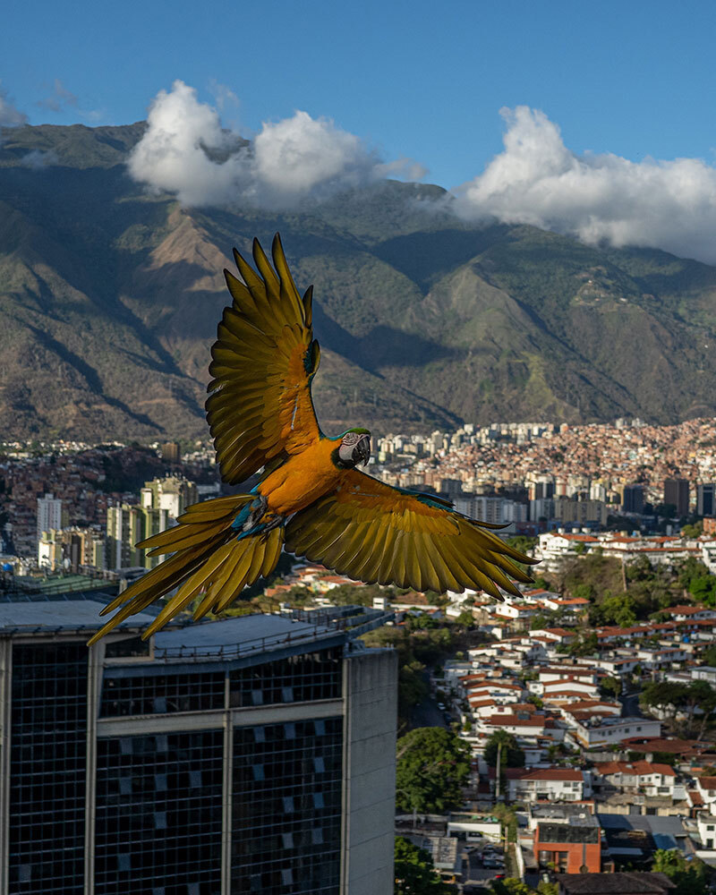 A bright blue and yellow macaw flies above city buildings