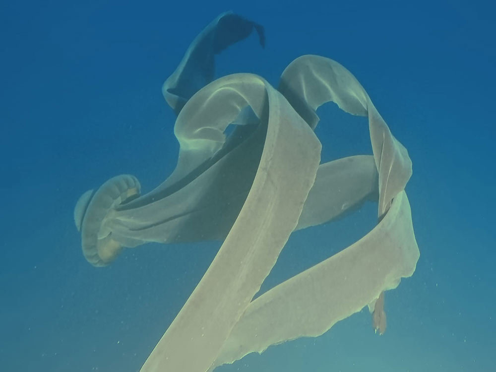 A picture of a massive jellyfish with long, thick tendrils