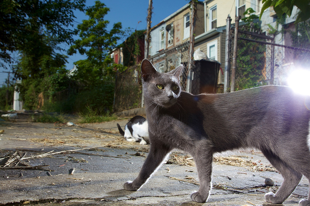 A grey cat walks along a street with a light behind it