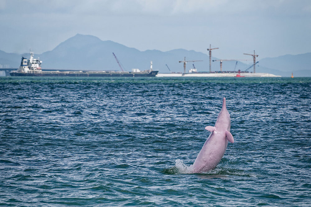 A picture of a dolphin leaping with ships in the background