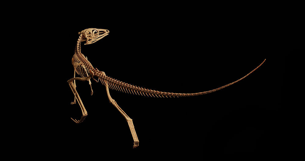 A rendering of the dinosaur skeleton from the back