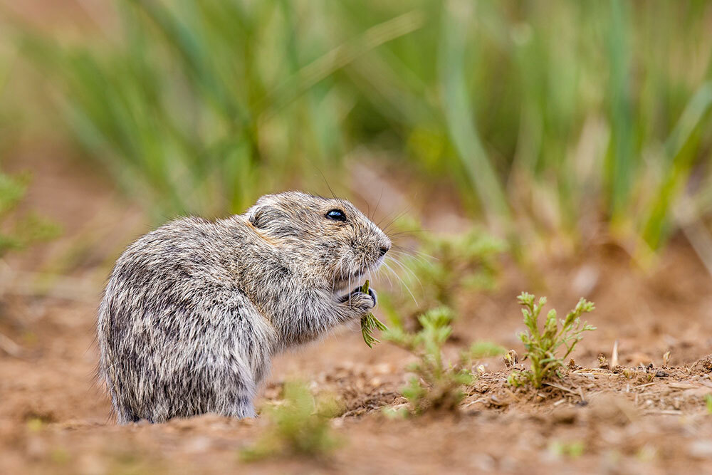 Vole outside its burrow