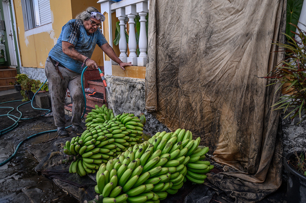 A farmer sprays a bundle of harvested bananas with water